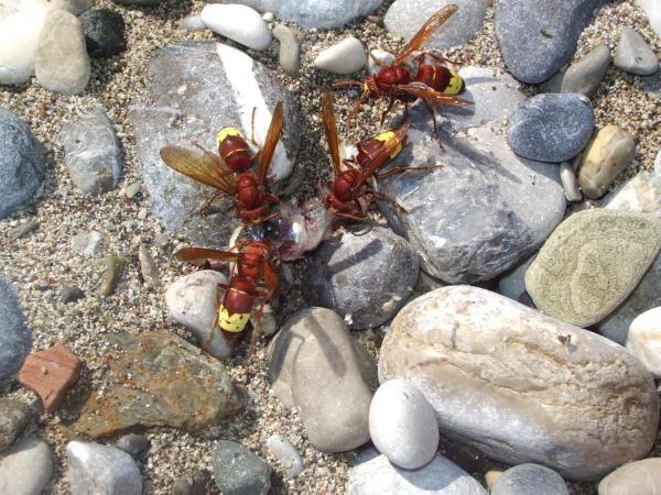 Самые страшные насекомые бельдиби. The most dangerous insect in Beldibi